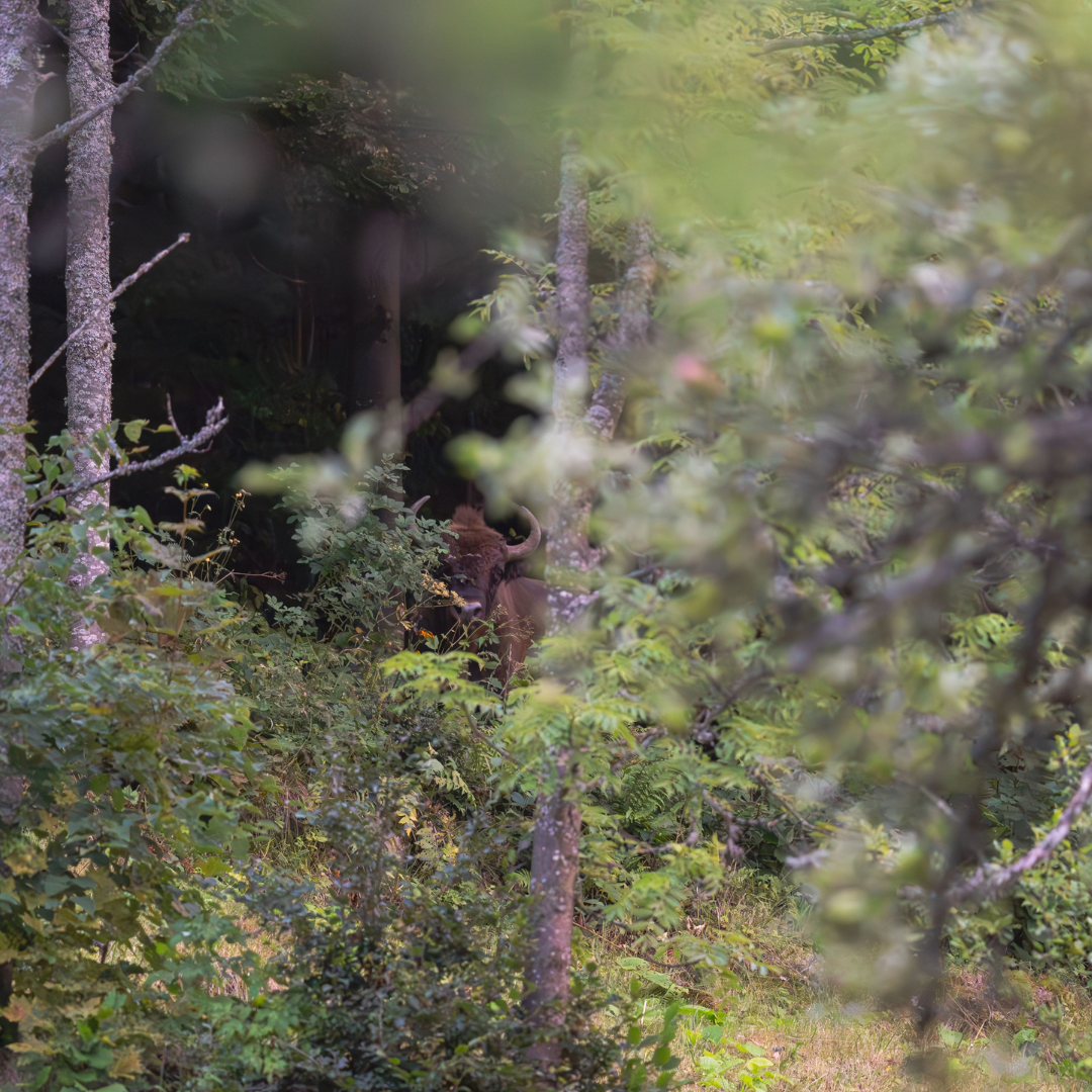 Zimbru în pădure ©Gabriele Retez