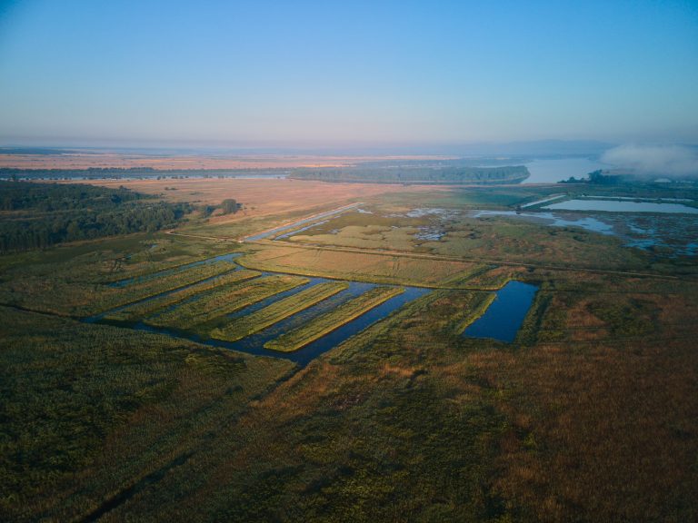 Zona renaturată Gârla Mare. Foto: Raed Krishan