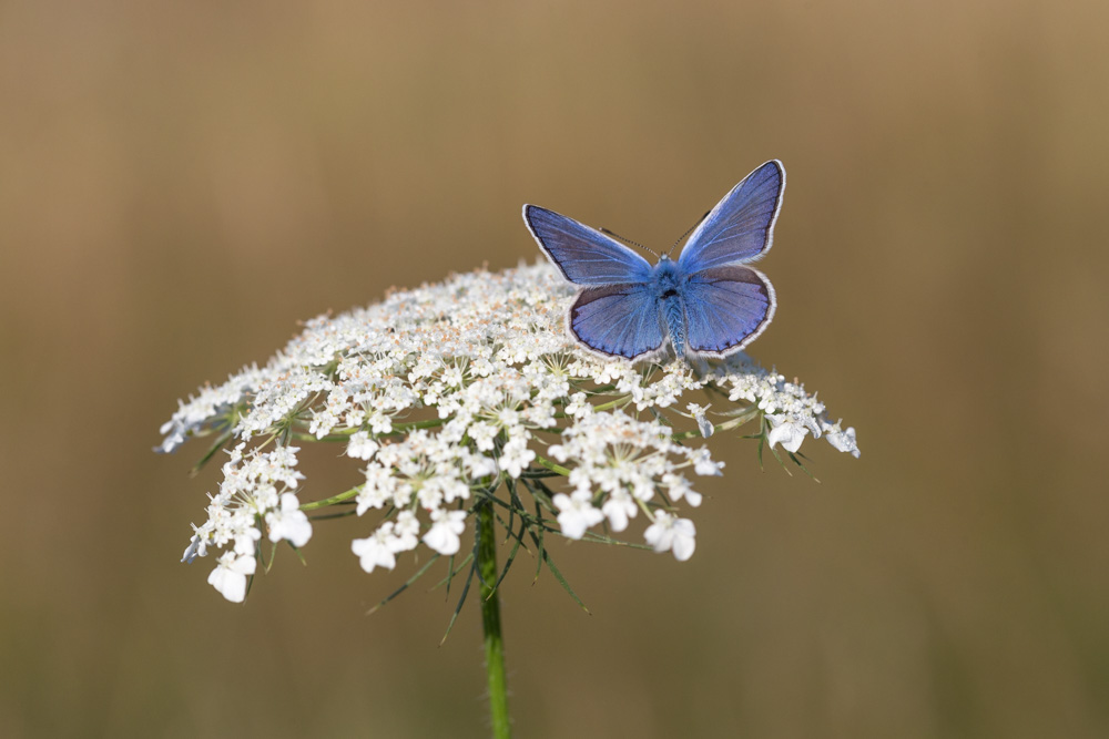 (c) Csiszar Barna/WWF-România
