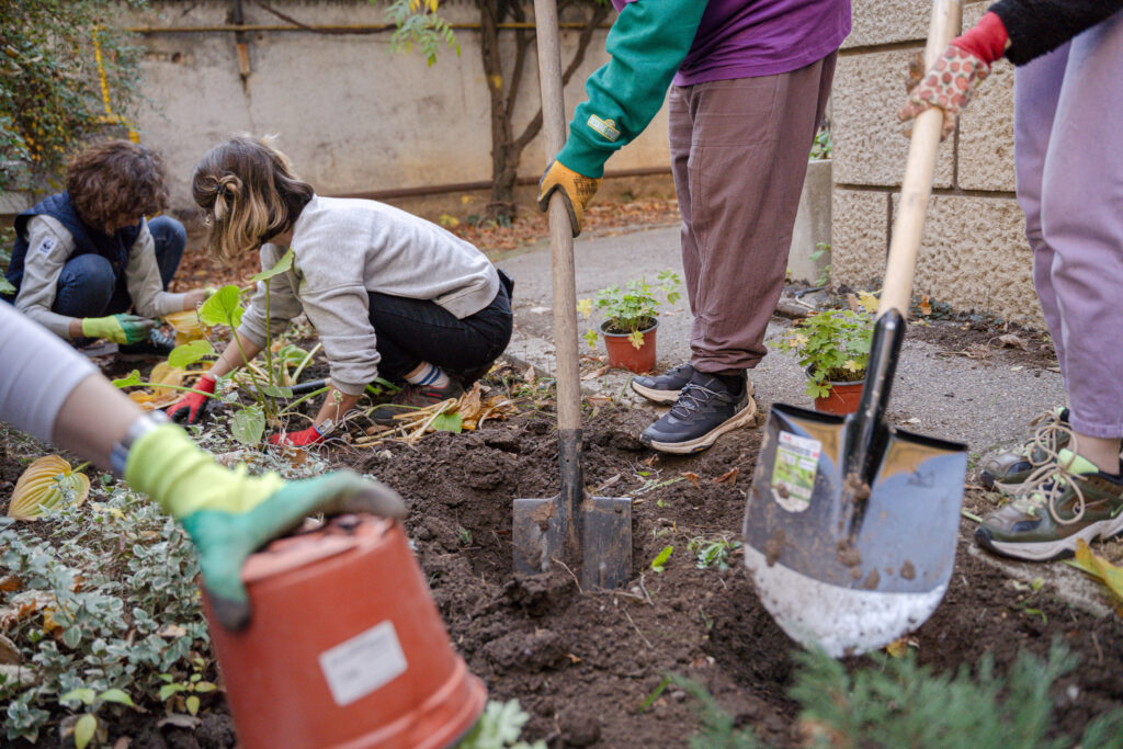 Plantare perene noi_Muzeul Hărților_(c) Lavinia Cioacă