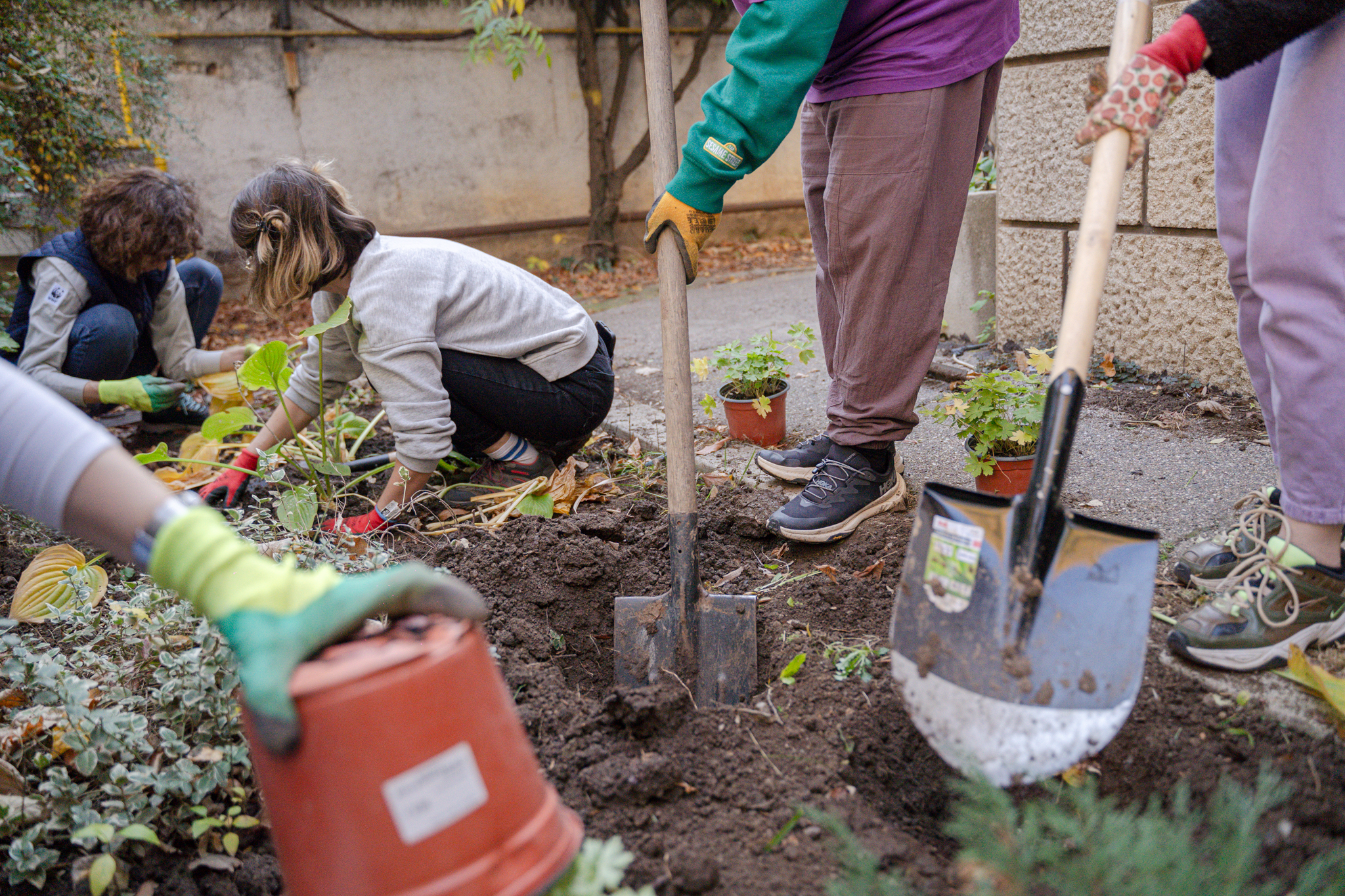 Plantare perene noi_ gradina polenizatori @Muzeul Hărților_(c) Lavinia Cioacă