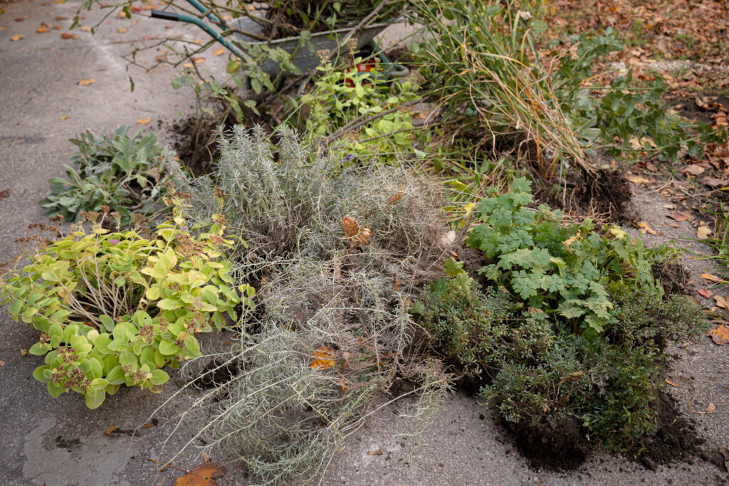 Transplantare_Muzeul Hărților_(c) Lavinia Cioacă