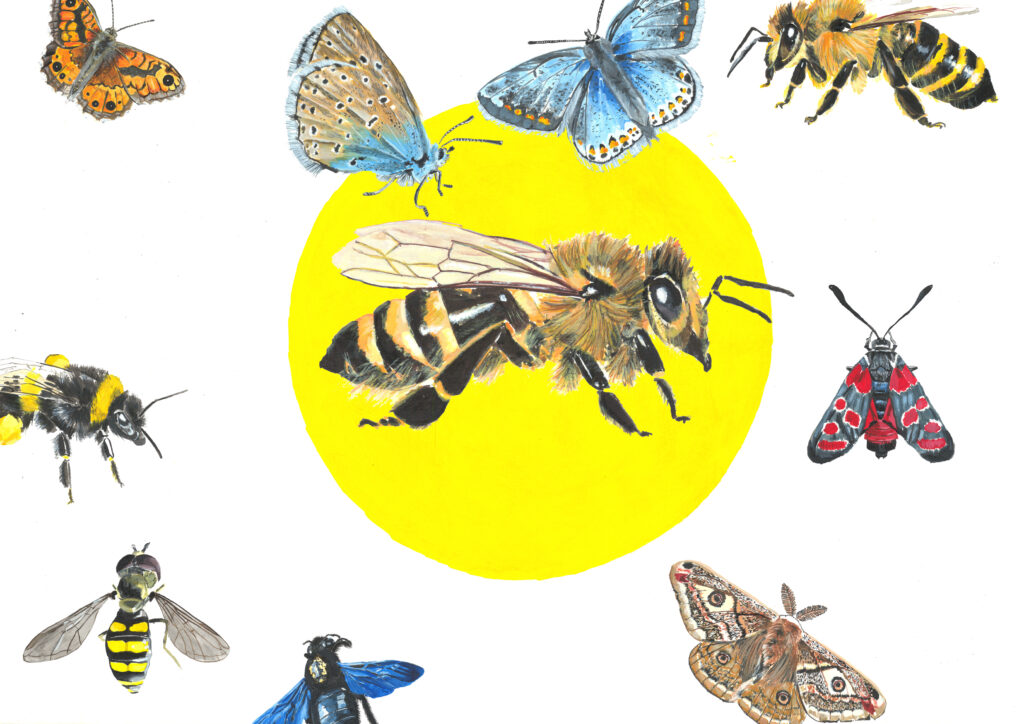 Ilustratie polenizatori_WWF BeeActive_1
