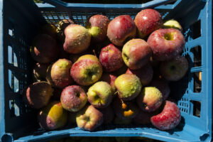 (c) Vlad Dumitrescu/WWF-România