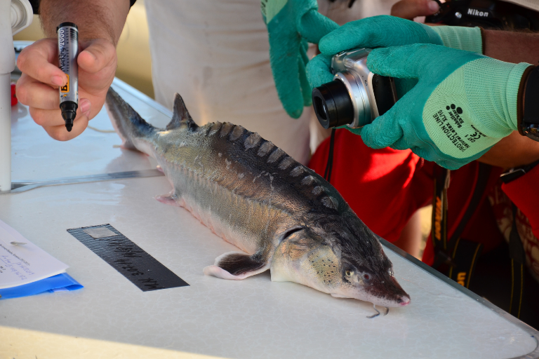 Sturgeon return to our rivers
