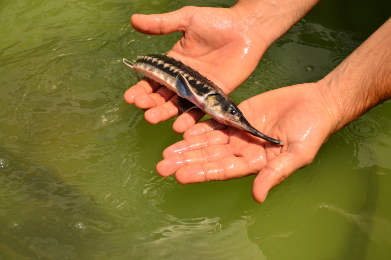 Sturgeon return to our rivers