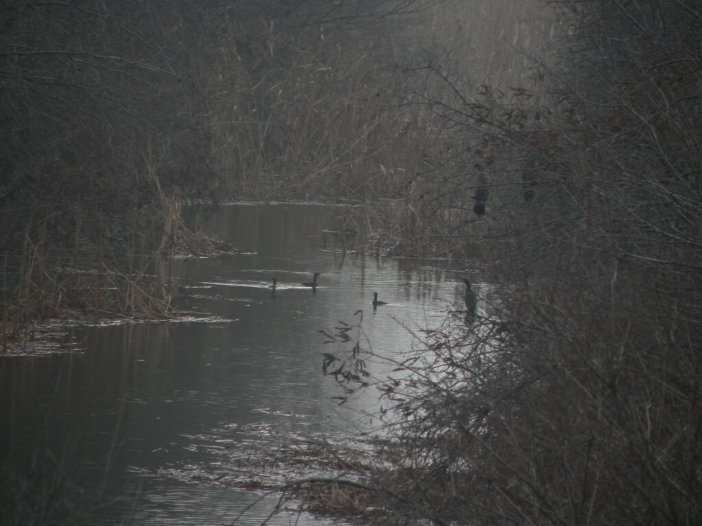 Ferma piscicola Ciocanesti. (c) Cristina Munteanu/WWF-Romania