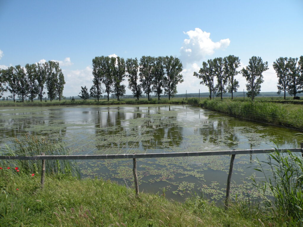 Ferma piscicola Ciocanesti. (c) Cristina Munteanu/WWF-Romania
