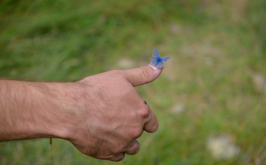 Polyommatus icarus_Banat_LIFE Bison. (c) Doru Oprisan/WWF-Romania