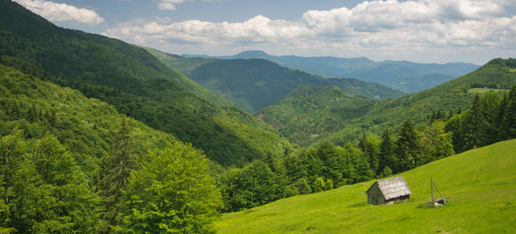 Paduri WWF Romania