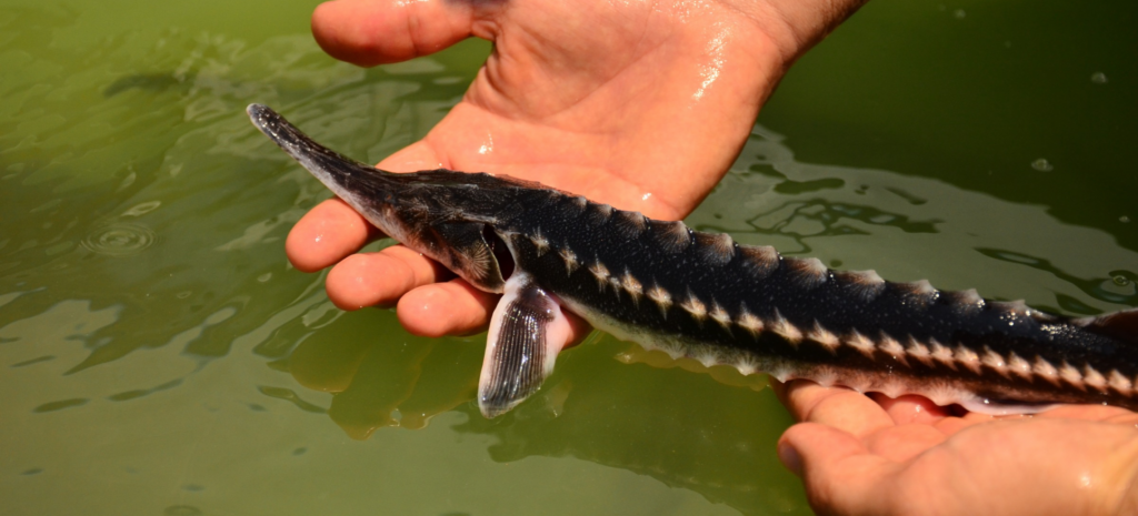 Sturgeon WWF Romania