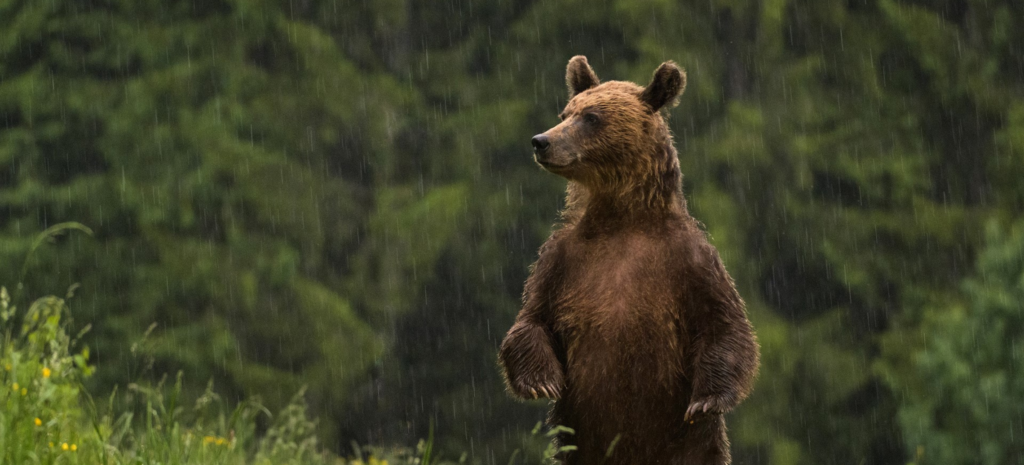 Urs WWF Romania