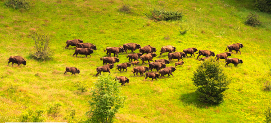 Zimbri salbatici WWF Romania