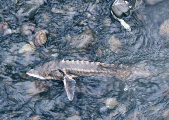 Acipenser schrenckiAmur sturgeon